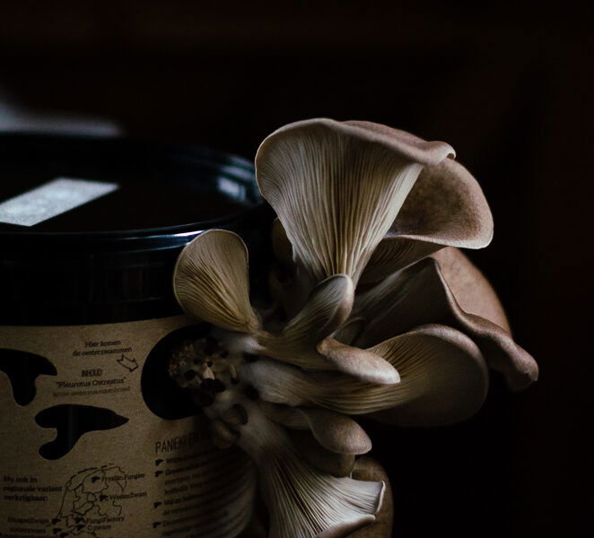 Oesterzwam op koffiedik close up