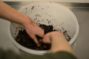Koffiedik met oesterzwam sporen