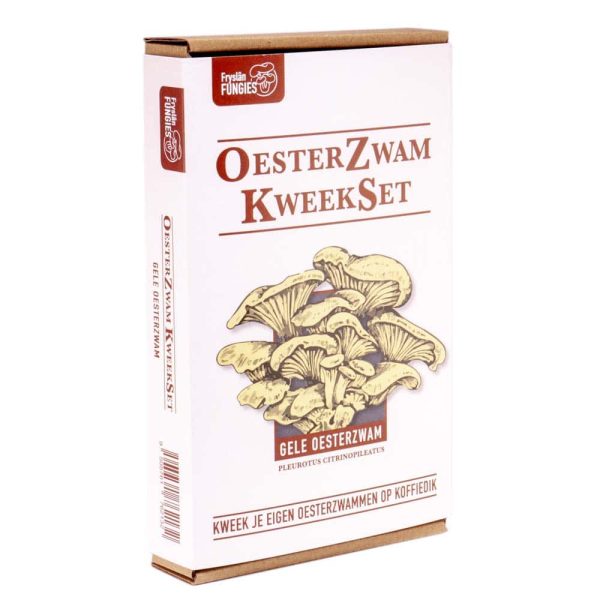 Gele oesterzwam kweekset