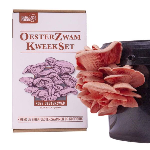 Roze oesterzwam kweekset