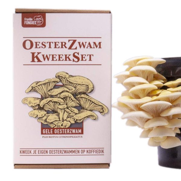 Gele oesterzwam kweekset