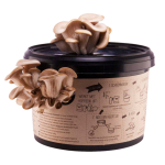 Fryslân Fungies Oesterzwam Growkit