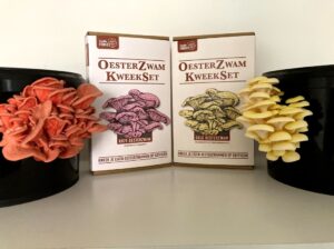 Oesterzwam kweekset