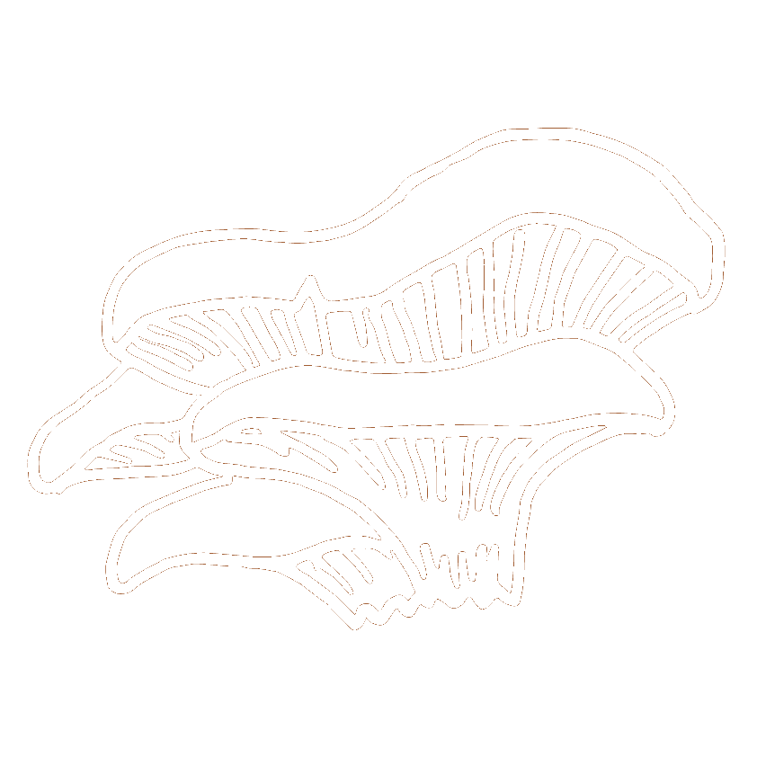 Oesterzwam tekening