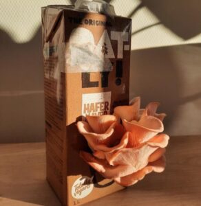 Roze oesterzwammen gewkeekt op koffiedik met een kweekset