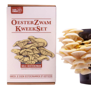 Oesterzwam kweekset geel