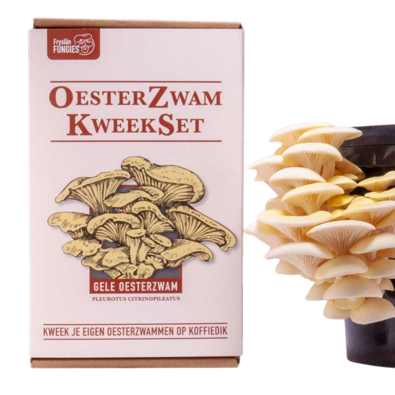 Oesterzwam kweekset geel Oesterzwam kweekset geel