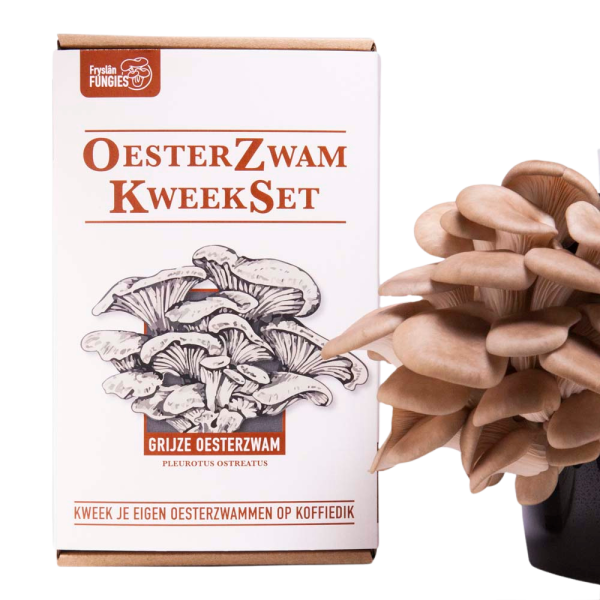 Oesterzwam Kweekset - Grijze oesterzwam - (Brievenbuspakket)