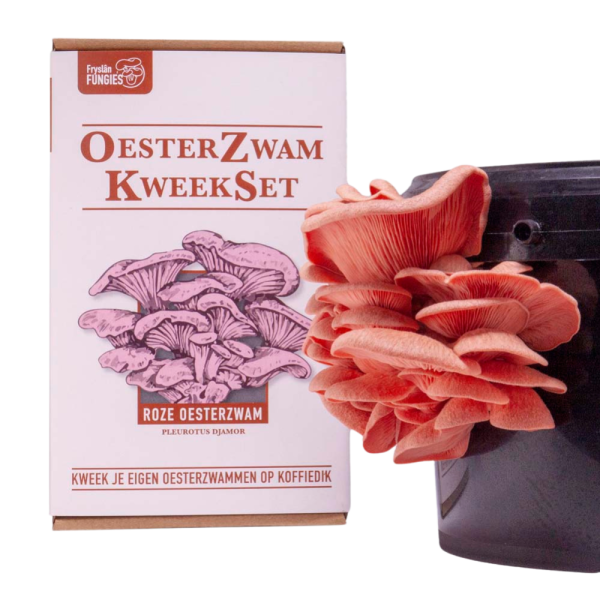Oesterzwam-kweekset-roze
