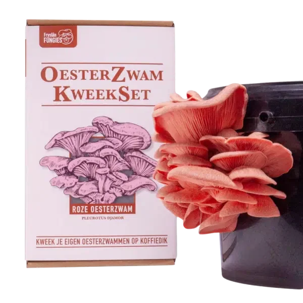 Oesterzwam-kweekset-roze