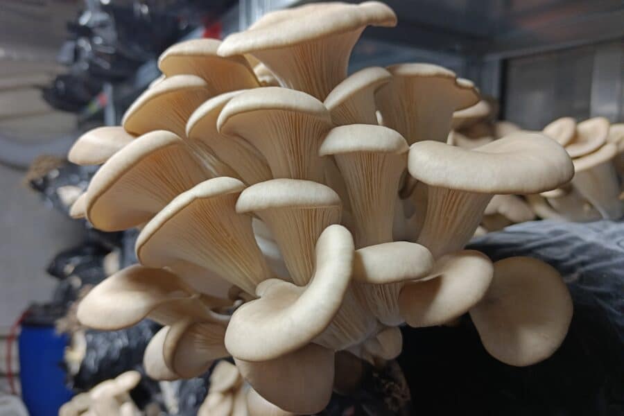 Grijze oesterzwam in kwekerij