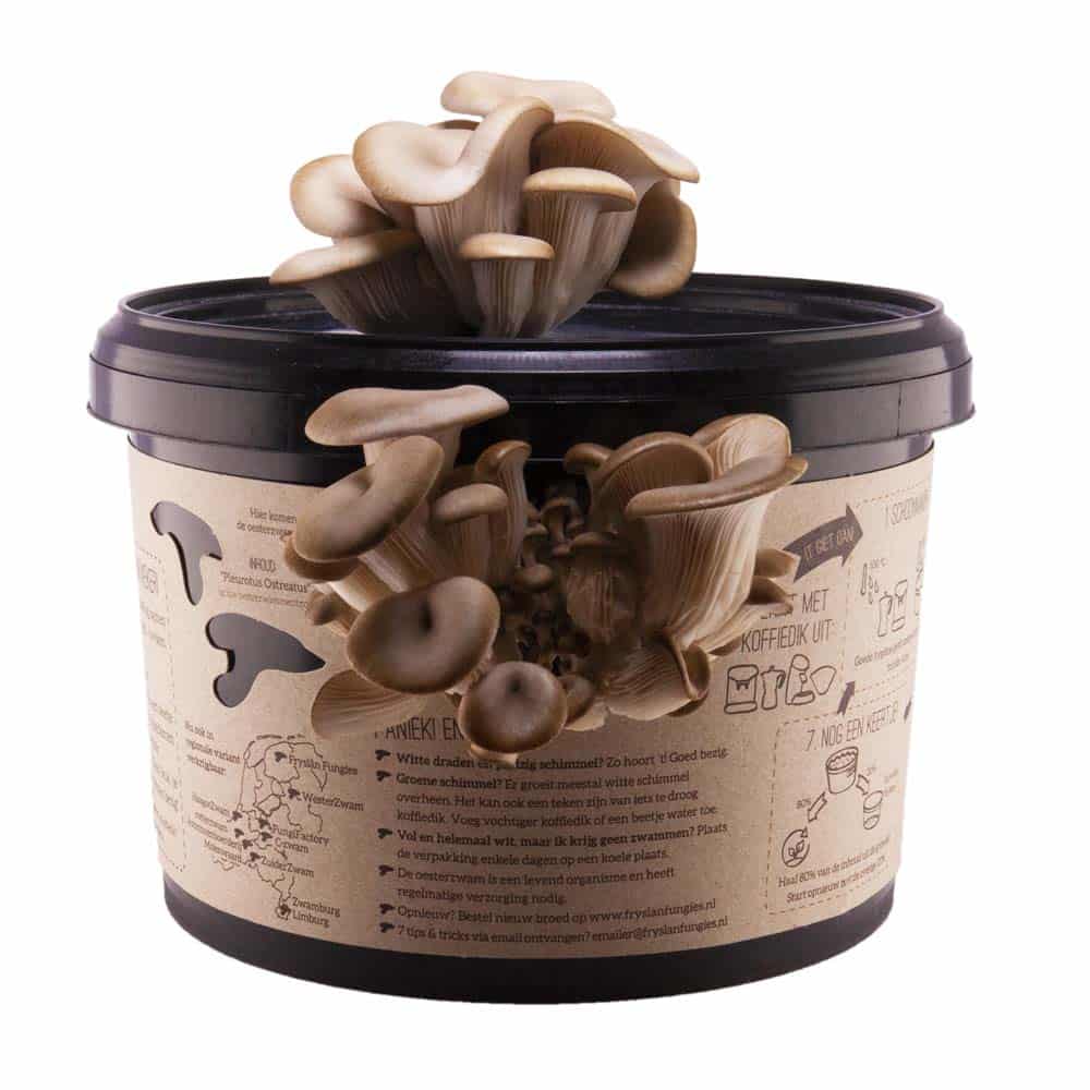 Fryslân Fungies Growkit waarmee je thuis gemakkelijk oesterzwammen kweekt op je koffiedik.