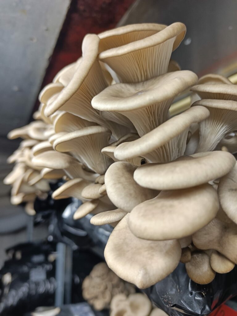 Deze oesterzwammen zijn gekweekt op koffiedik uit de binnstad van Leeuwarden door Fryslan Fungies.