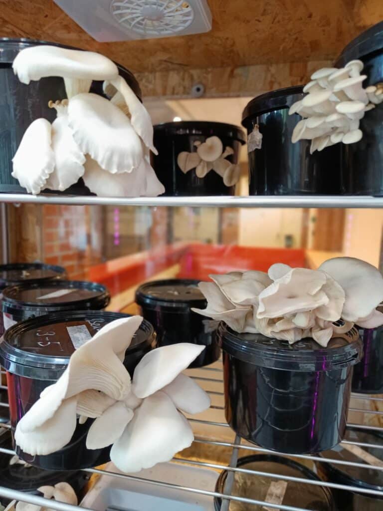 In deze FungiFarm worden oesterzwammen gekweekt op het koffiedik van het stadshuis in Dokkum