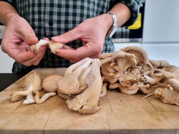 Grijze oesterzwam / Pleurotus ostreatus deuvels voor het kweken van paddenstoelen op boomstammen - Afbeelding 4