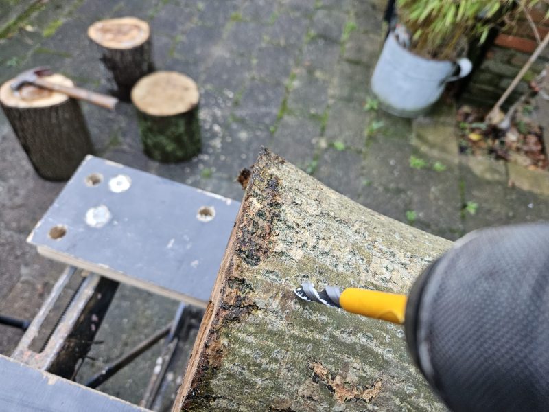 gaten boren in boomstam voor het kweken van pruikzwam