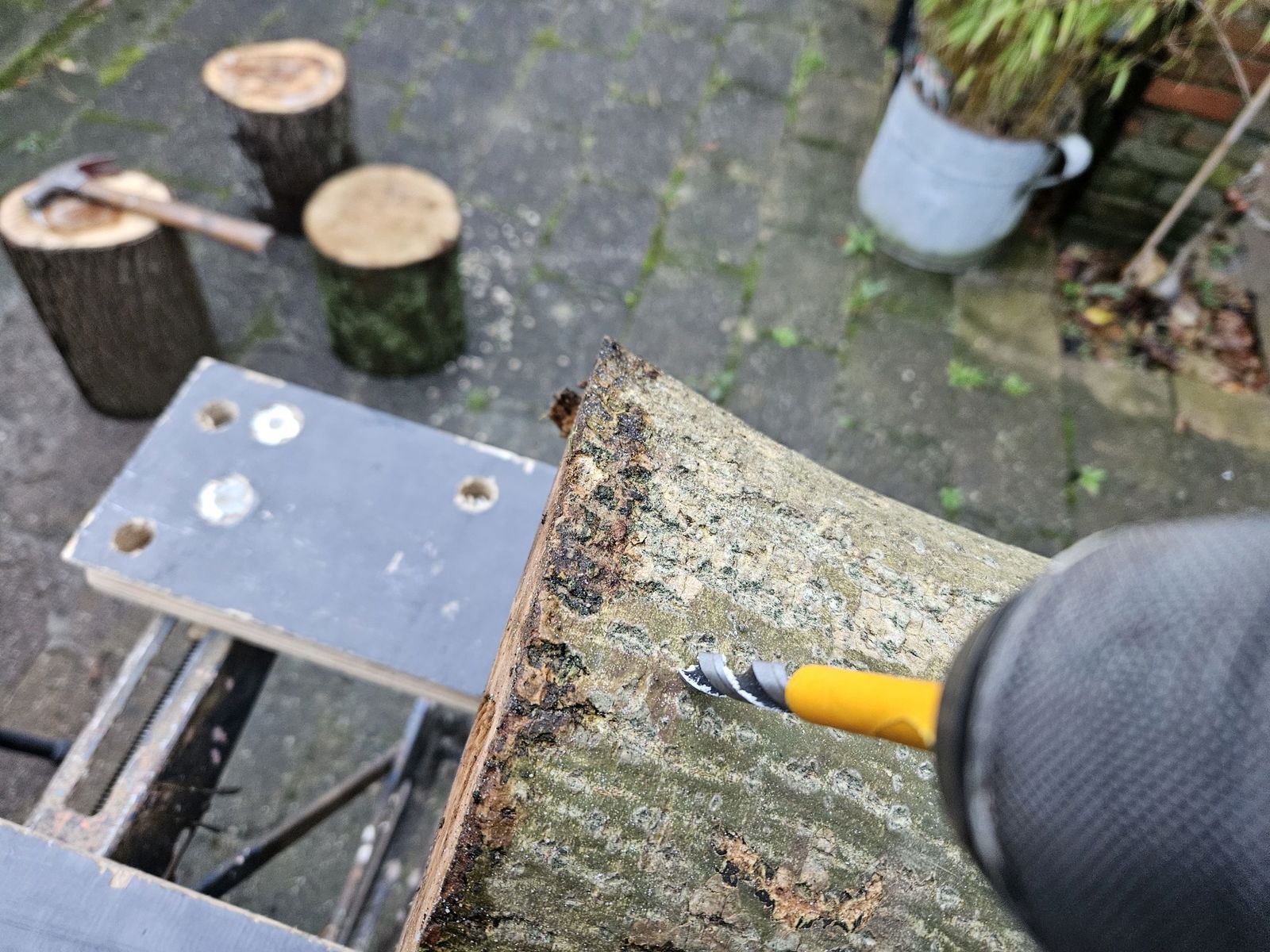 gaten boren in boomstam voor het kweken van pruikzwam