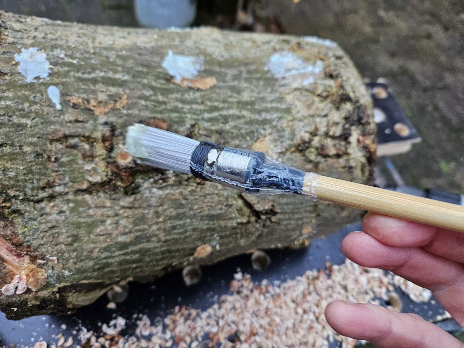 Afdichten van pluggen met wax, voor het kweken van paddenstoelen op boomstammen