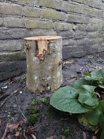 boomstam met houtpluggen voor het kweken van oesterzwam