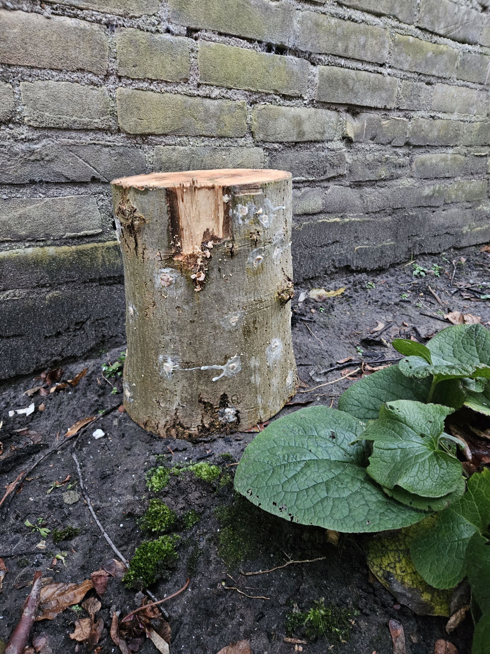 boomstam met houtpluggen voor het kweken van oesterzwam