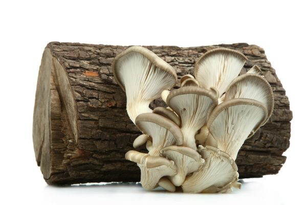 oesterzwam op boomstam
