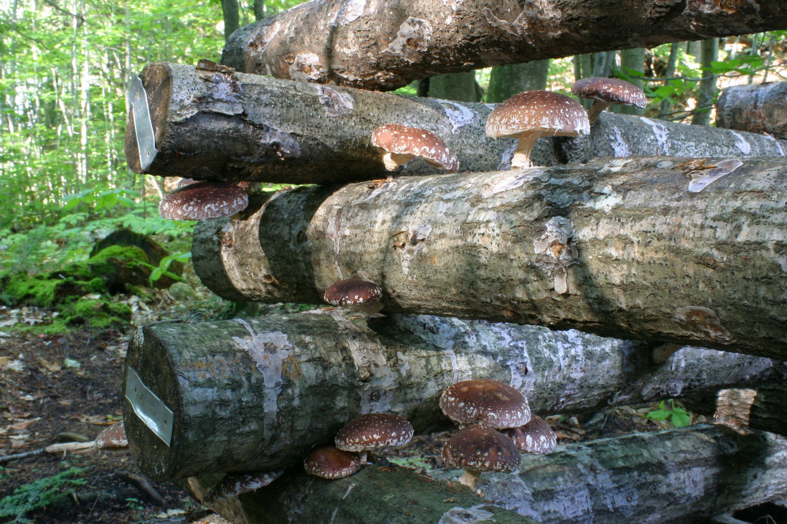 Shiitake paddenstoelen op boomstammen gekweekst