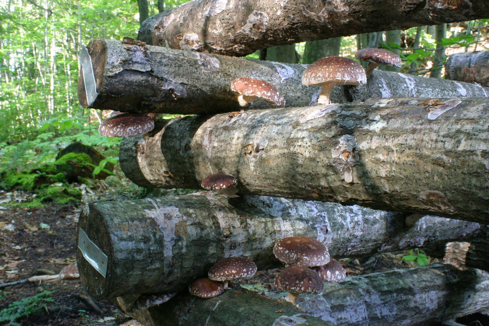 Paddenstoelen op boomstammen