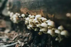 boomstam paddenstoelen