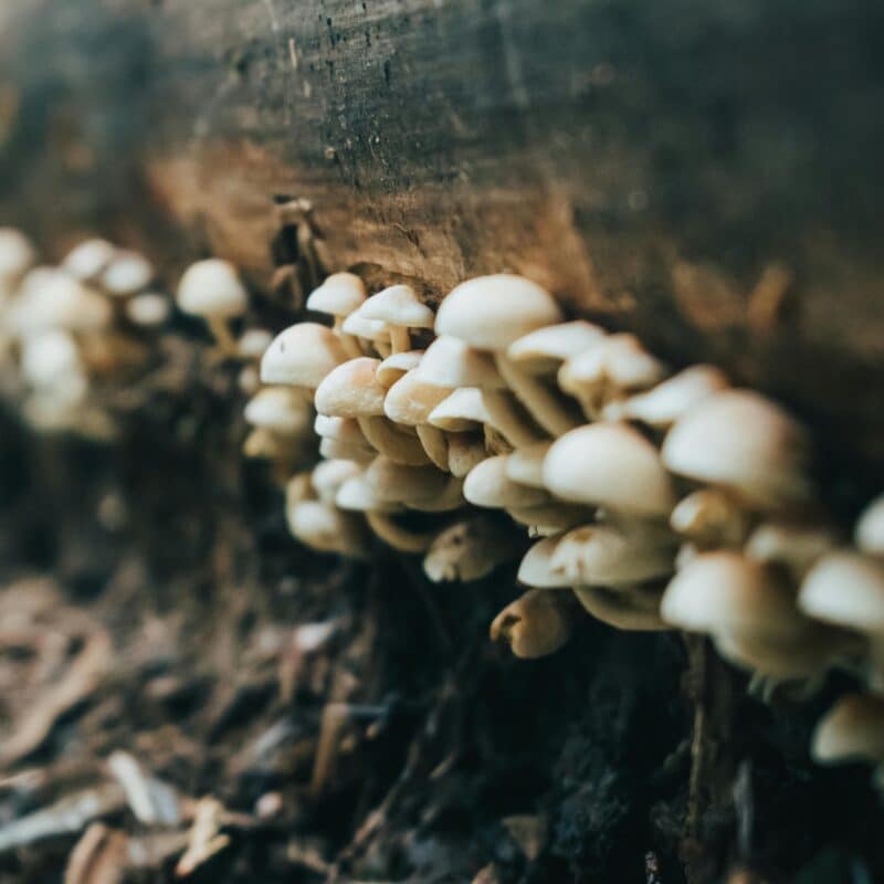 boomstam paddenstoelen