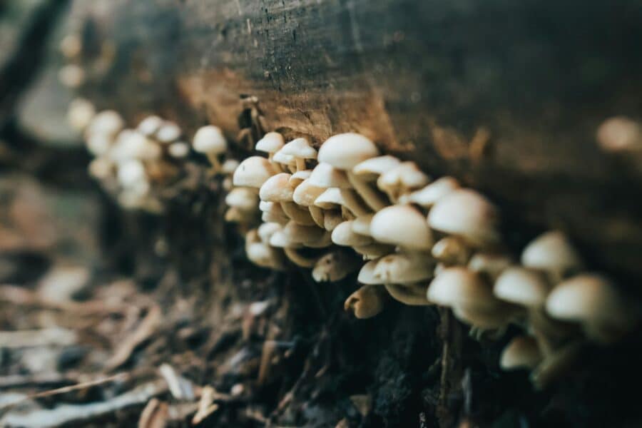 boomstam paddenstoelen
