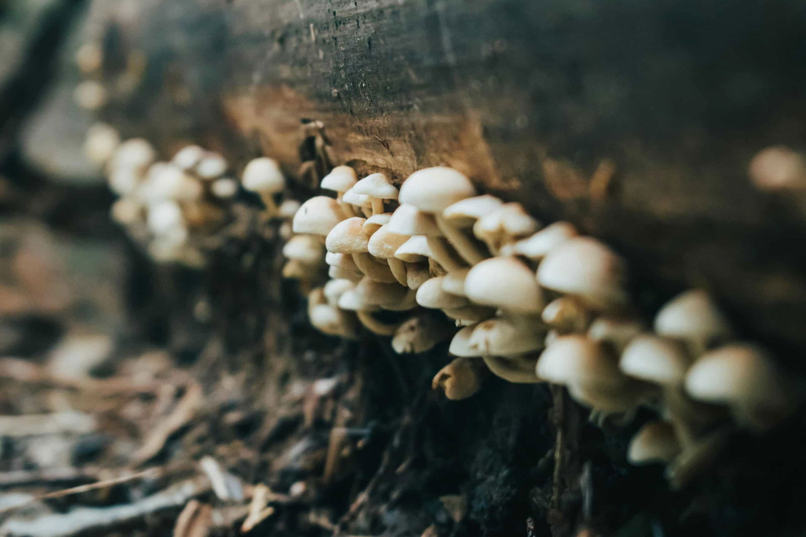 Paddestoelen kweken op boomstammen
