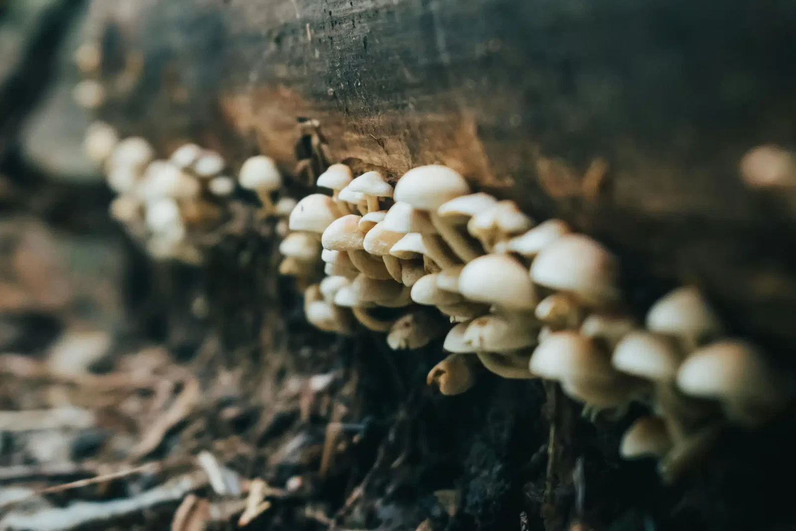 boomstam paddenstoelen