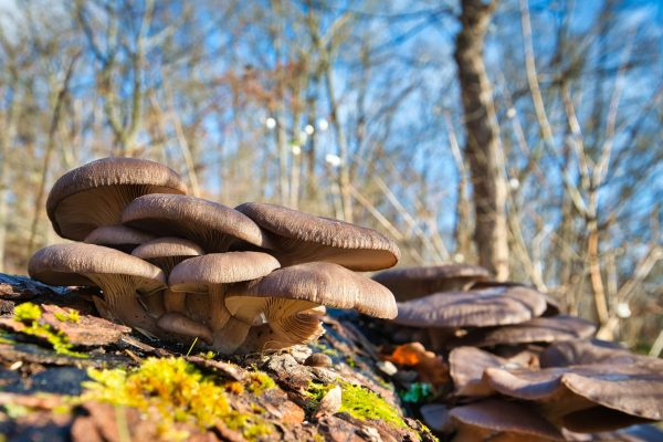 Grijze oesterzwam / Pleurotus ostreatus deuvels voor het kweken van paddenstoelen op boomstammen - Afbeelding 6