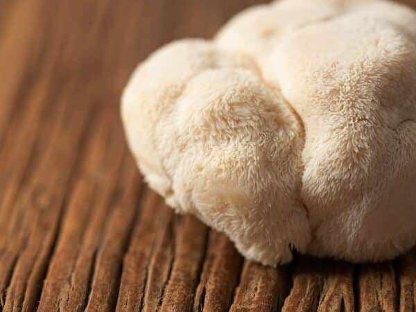 Pruikzwam / Lion's mane deuvels voor het kweken van paddenstoelen op boomstammen - Afbeelding 5
