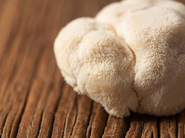 Pruikzwam / Lion's mane deuvels voor het kweken van paddenstoelen op boomstammen - Afbeelding 5
