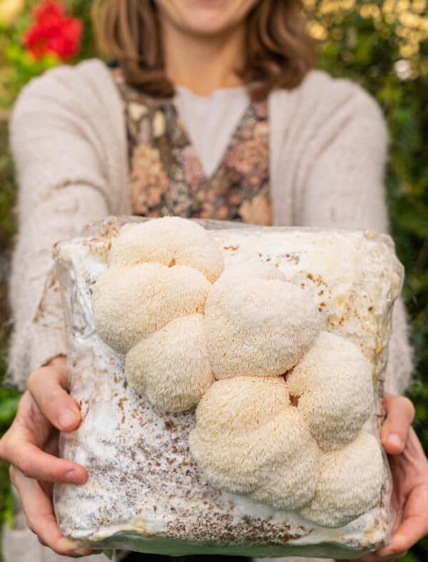 Pruikzwam / Lion's mane deuvels voor het kweken van paddenstoelen op boomstammen - Afbeelding 3