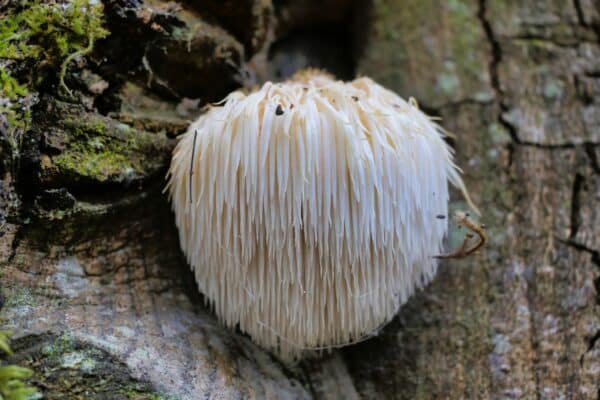 Pruikzwam / Lion's mane deuvels voor het kweken van paddenstoelen op boomstammen - Afbeelding 4