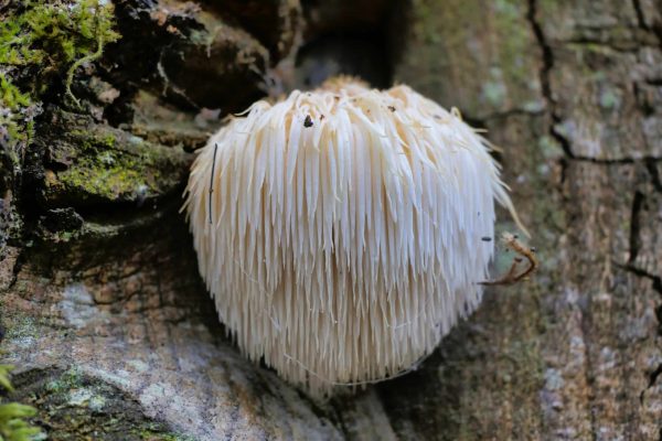 Pruikzwam / Lion's mane deuvels voor het kweken van paddenstoelen op boomstammen - Afbeelding 4