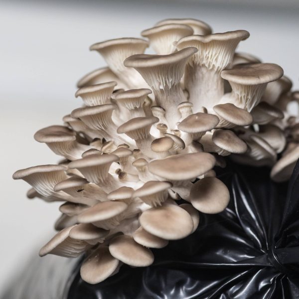 Zelfgekweekte grijze oesterzwammen