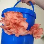 Roze oesterzwam Broed – Pleurotus djamor – Los mycelium voor ervaren hobbykwekers
