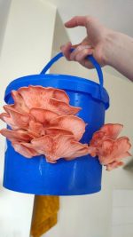 Roze oesterzwam gekweekt in een emmer op koffiedik