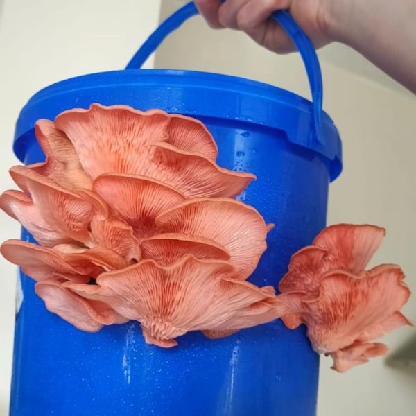 Roze oesterzwam gekweekt in een emmer op koffiedik