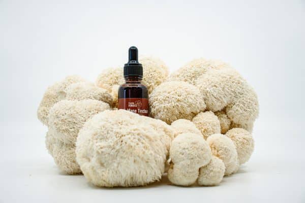 Lion's Mane Tinctuur - Afbeelding 4