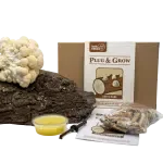 Pruikzwam plug & grow set