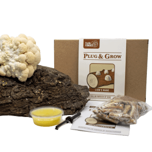 Pruikzwam plug & grow set