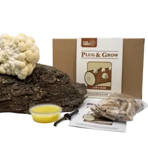 Pruikzwam plug & grow set