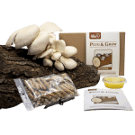 Oesterzwam Plug & Grow set