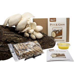 plug and grow set oesterzwam