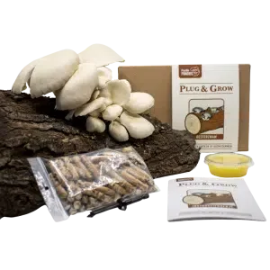 plug and grow set oesterzwam