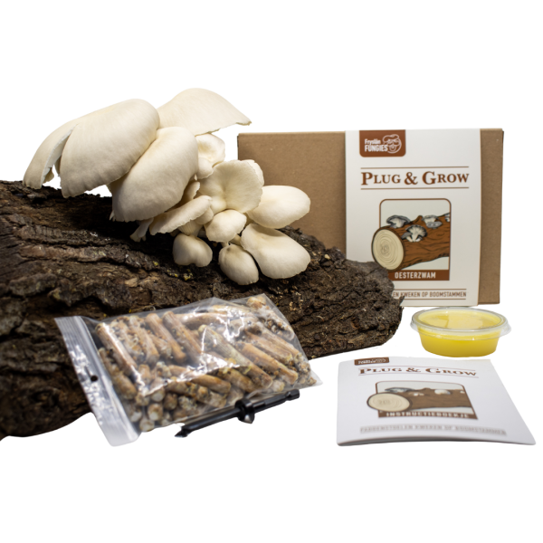 plug and grow set oesterzwam
